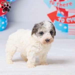 Rocky, Miniature Poodle Puppy